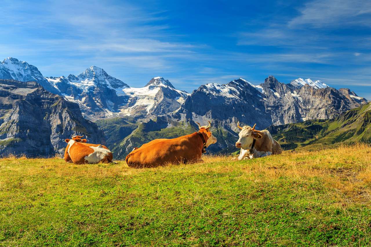 Αγελάδες βόσκουν σε ένα λιβάδι και ψηλά χιονισμένα βουνά online παζλ