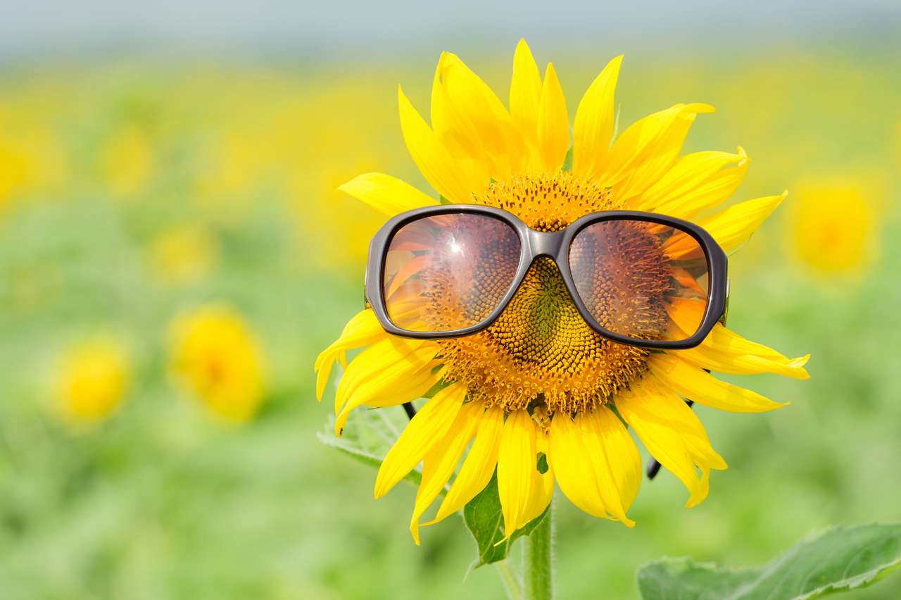 Óculos de sol usando girassol :) quebra-cabeças online