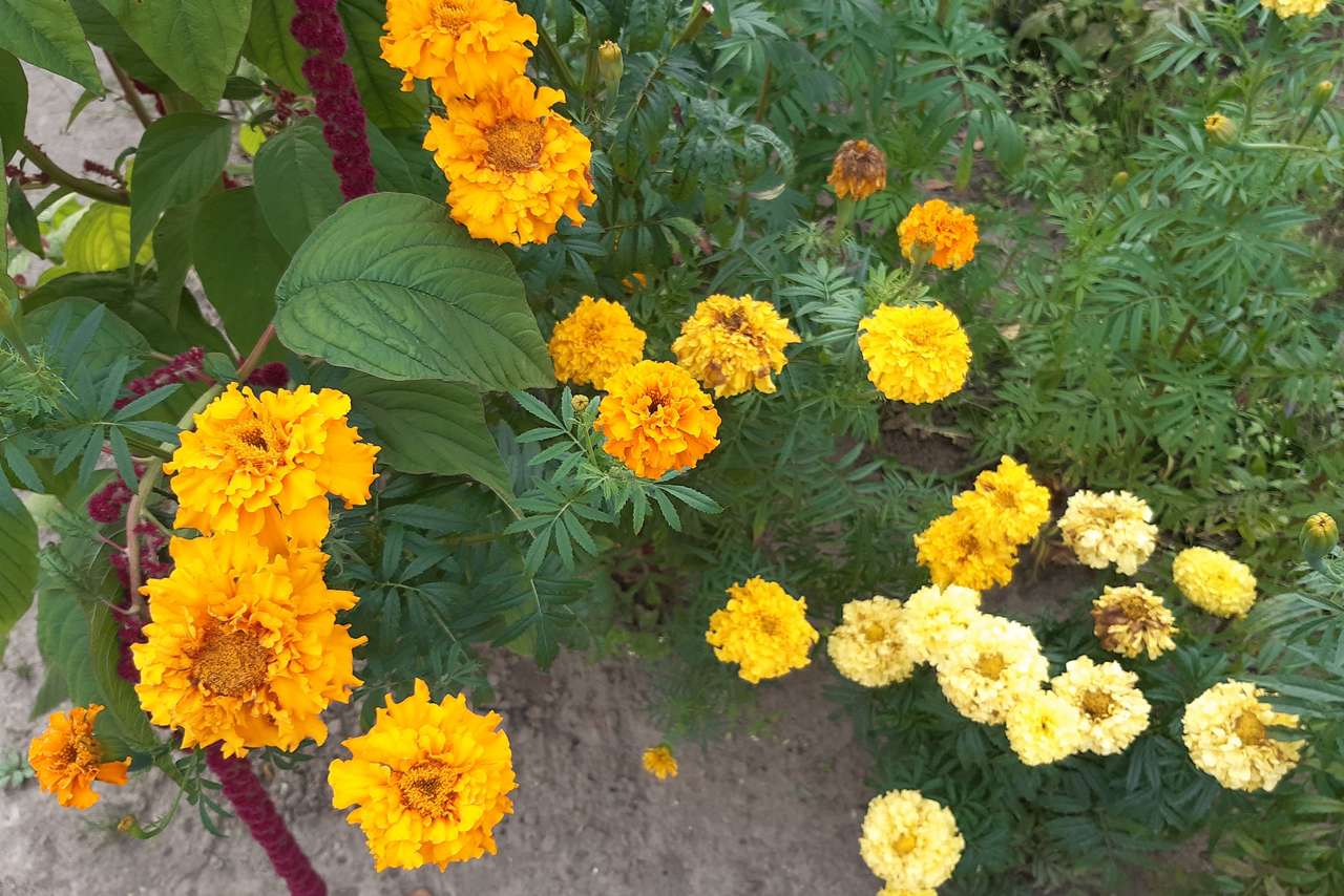 Gelbe Blumen auf einem Blumenbett Online-Puzzle