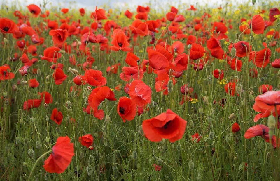 Poppies jigsaw puzzle online
