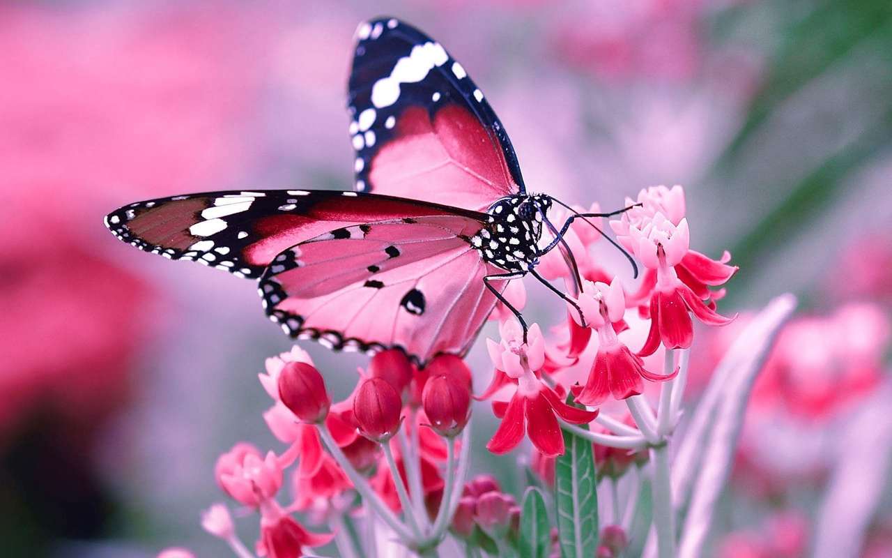 motýl online puzzle