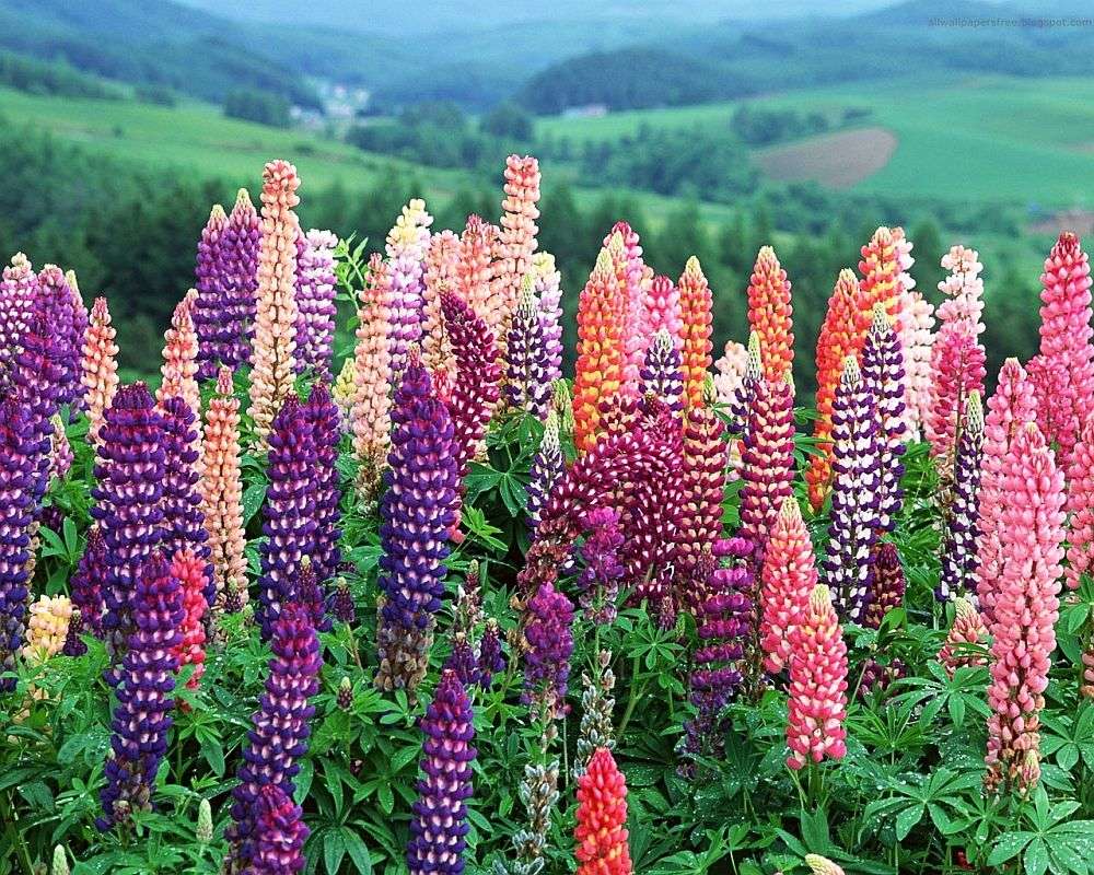 Lupine in the mountains online puzzle