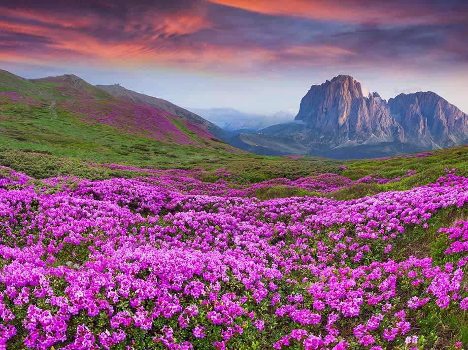 Weide van bloemen in de bergen legpuzzel online