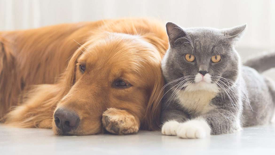 子猫と犬 ジグソーパズルオンライン