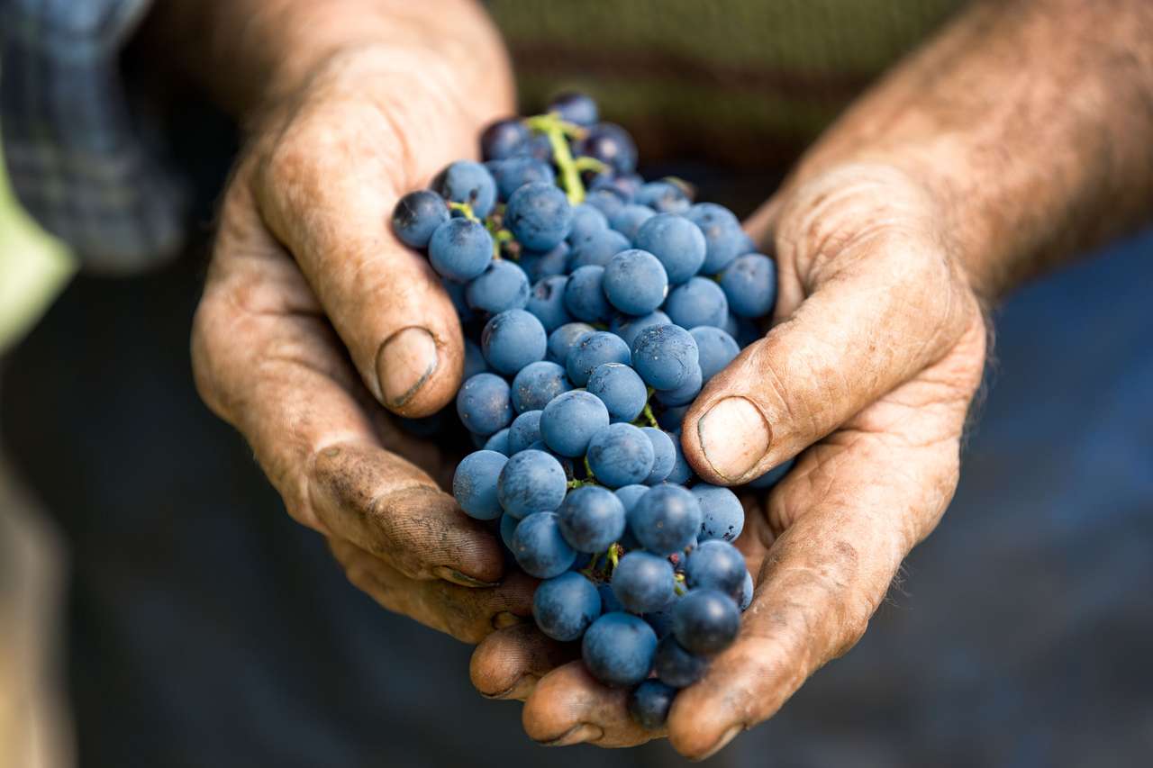 Рука тримає свіжий гроно винограду онлайн пазл