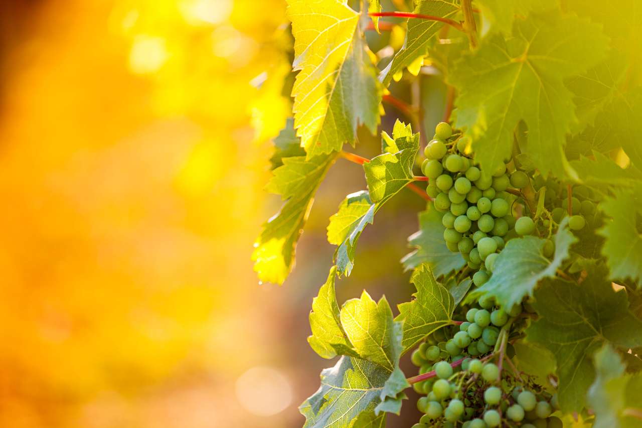 Белый виноград на винограднике, Хорватия онлайн-пазл