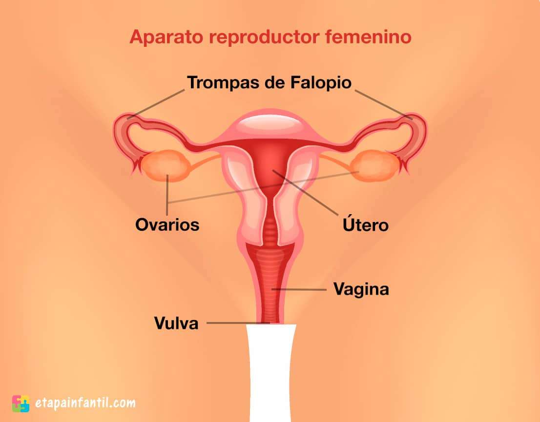 APARATO REPRODUCTOR FEMENINO rompecabezas en línea