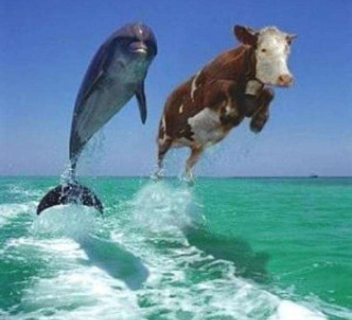 En ko och en delfin Pussel online