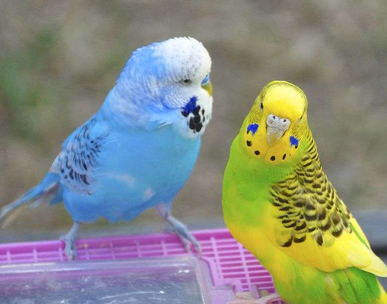 Папуги ара онлайн пазл