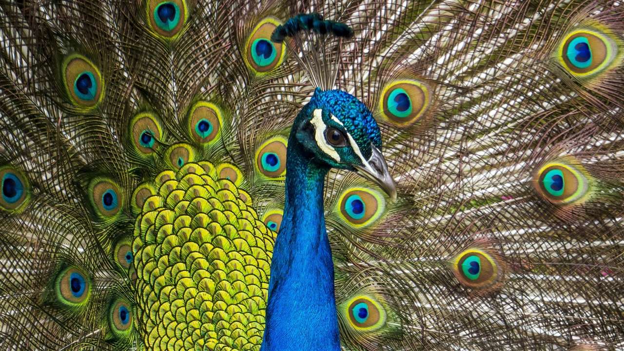 Blue Peacock. skládačky online