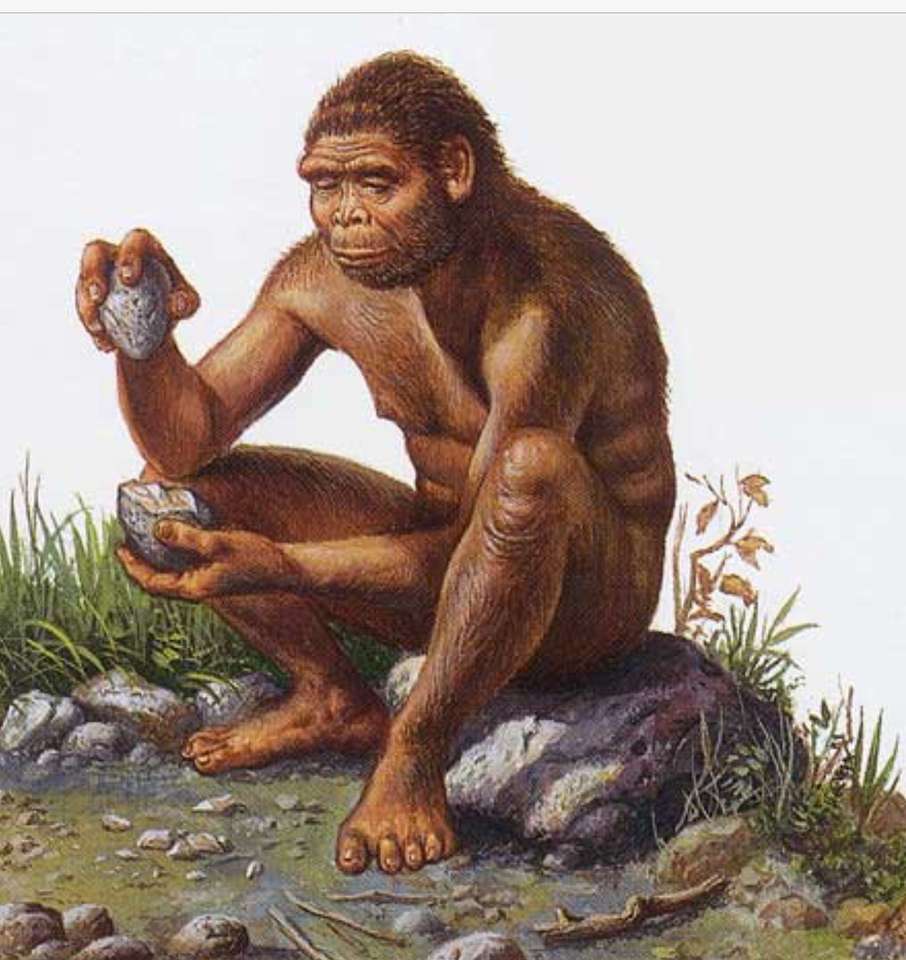 Homo habilis. puzzle online
