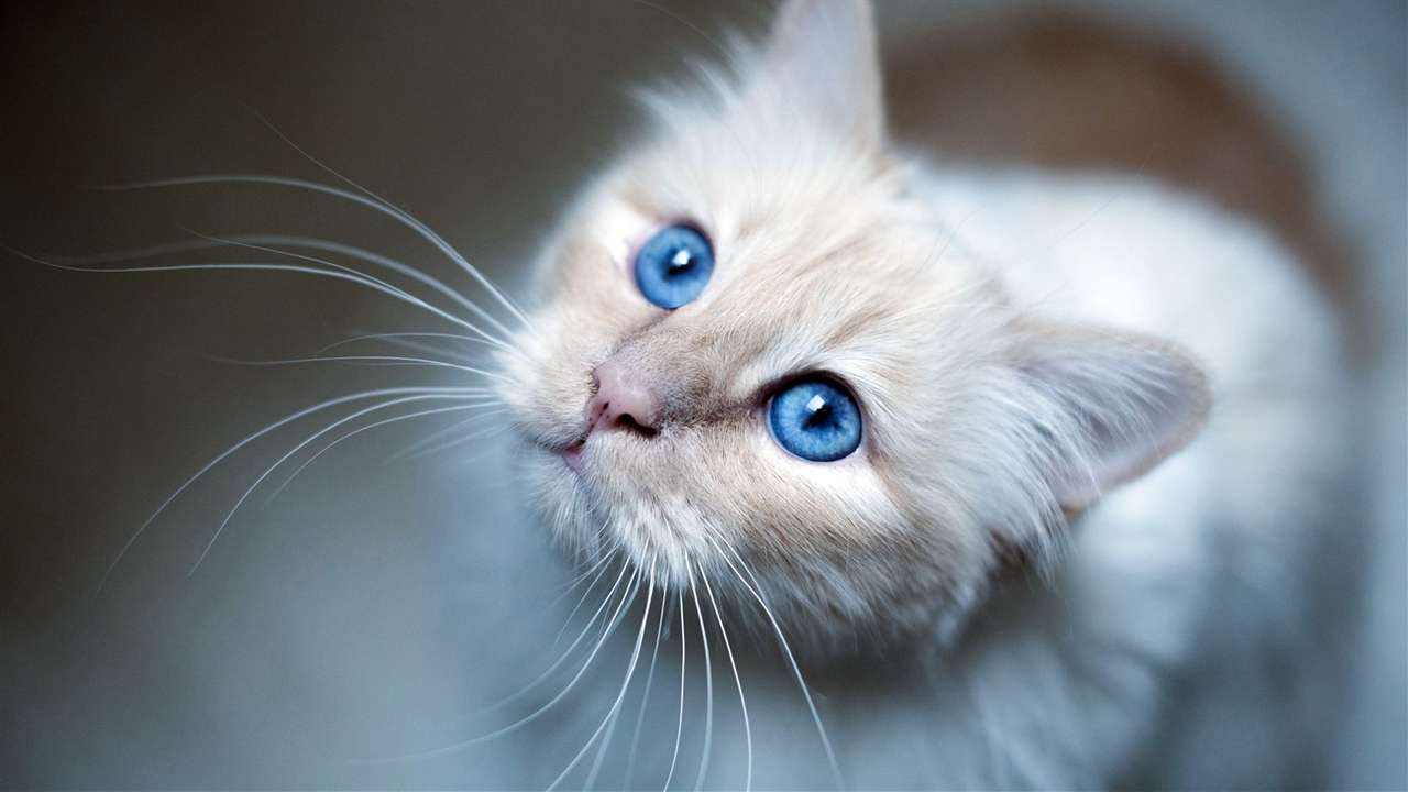 Blåögd vit kattunge Pussel online