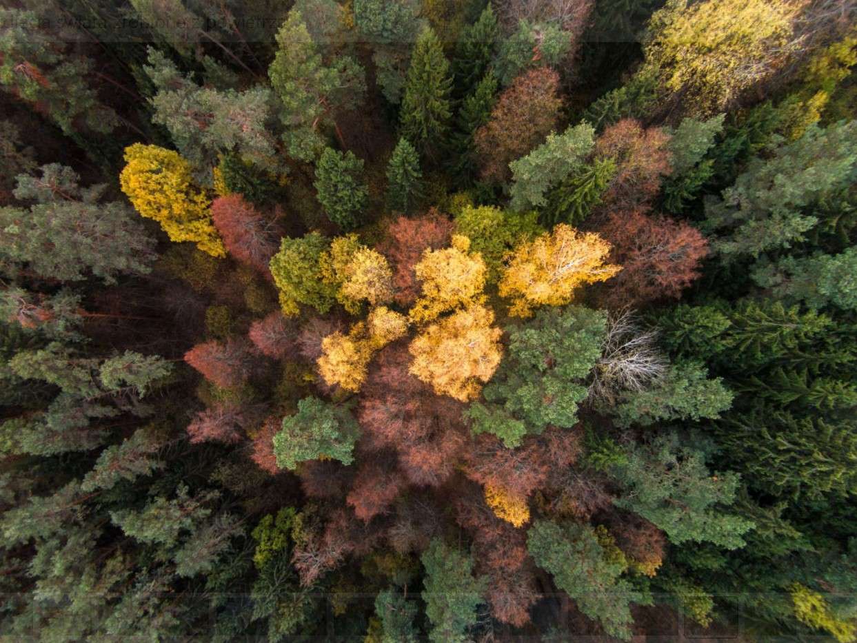 Herbst in Litauen. Online-Puzzle