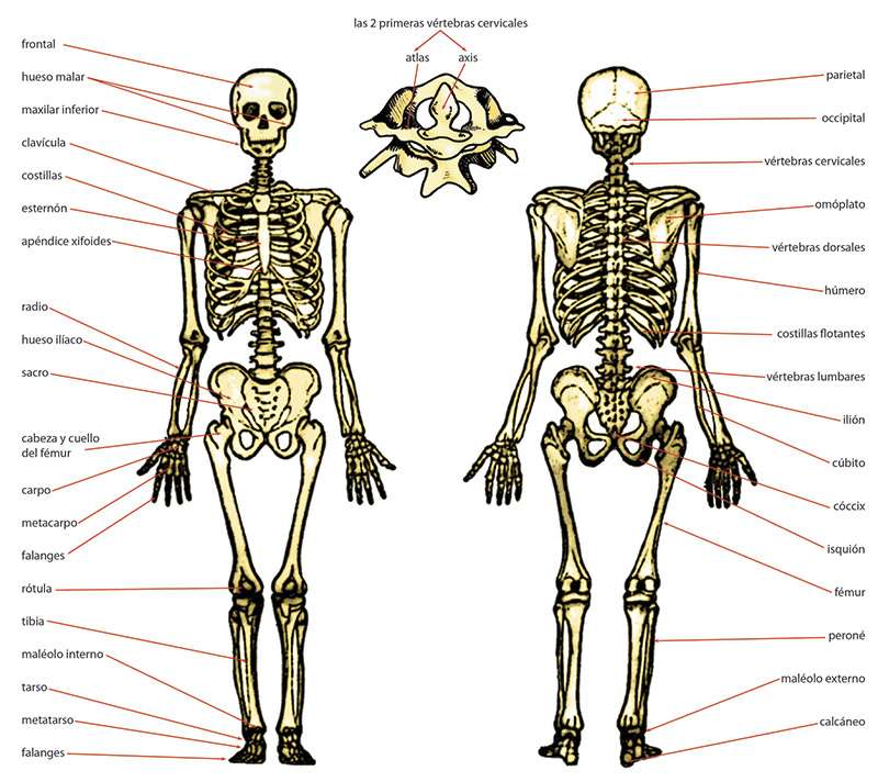 Човешки скелет онлайн пъзел