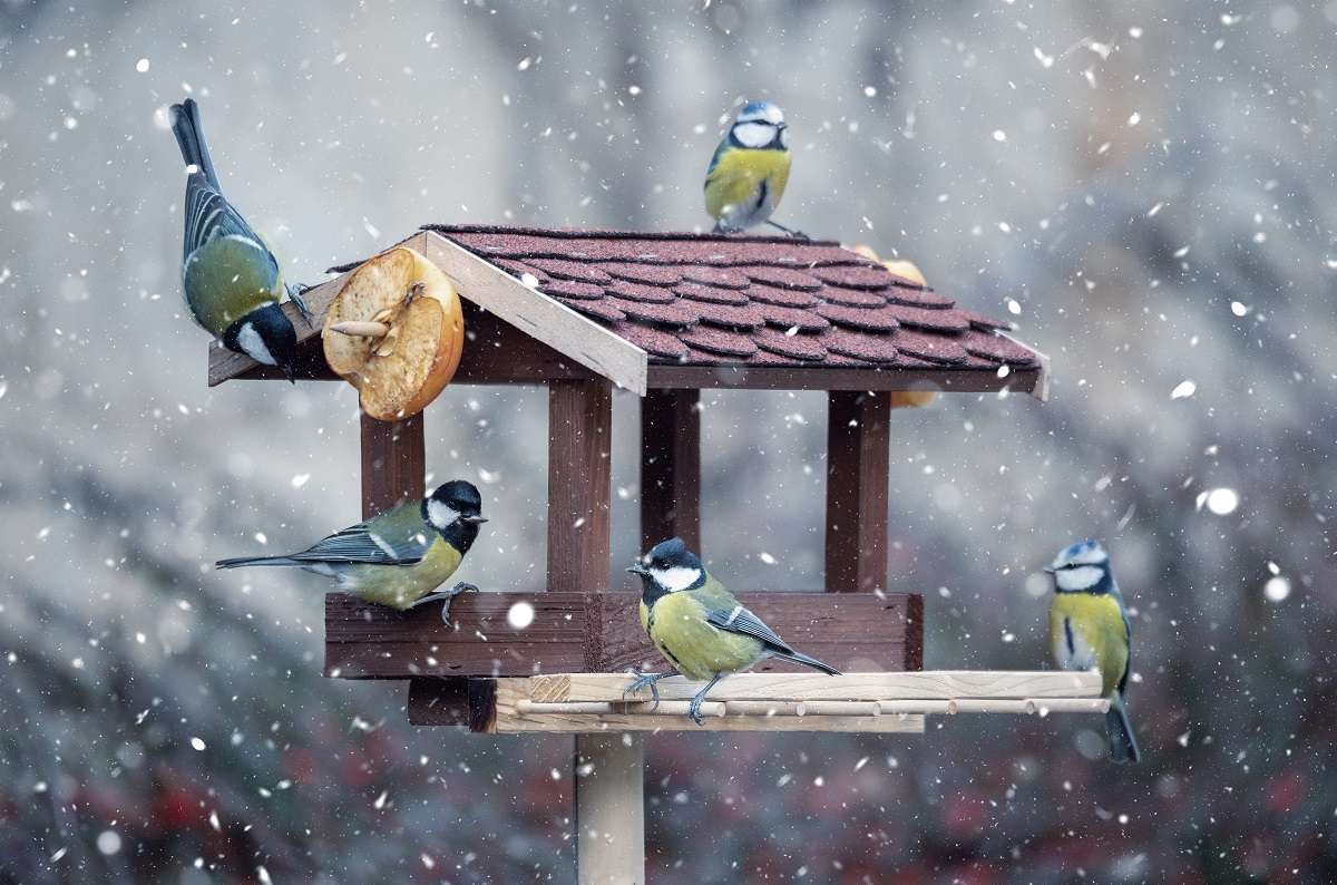 Pájaros de invierno rompecabezas en línea