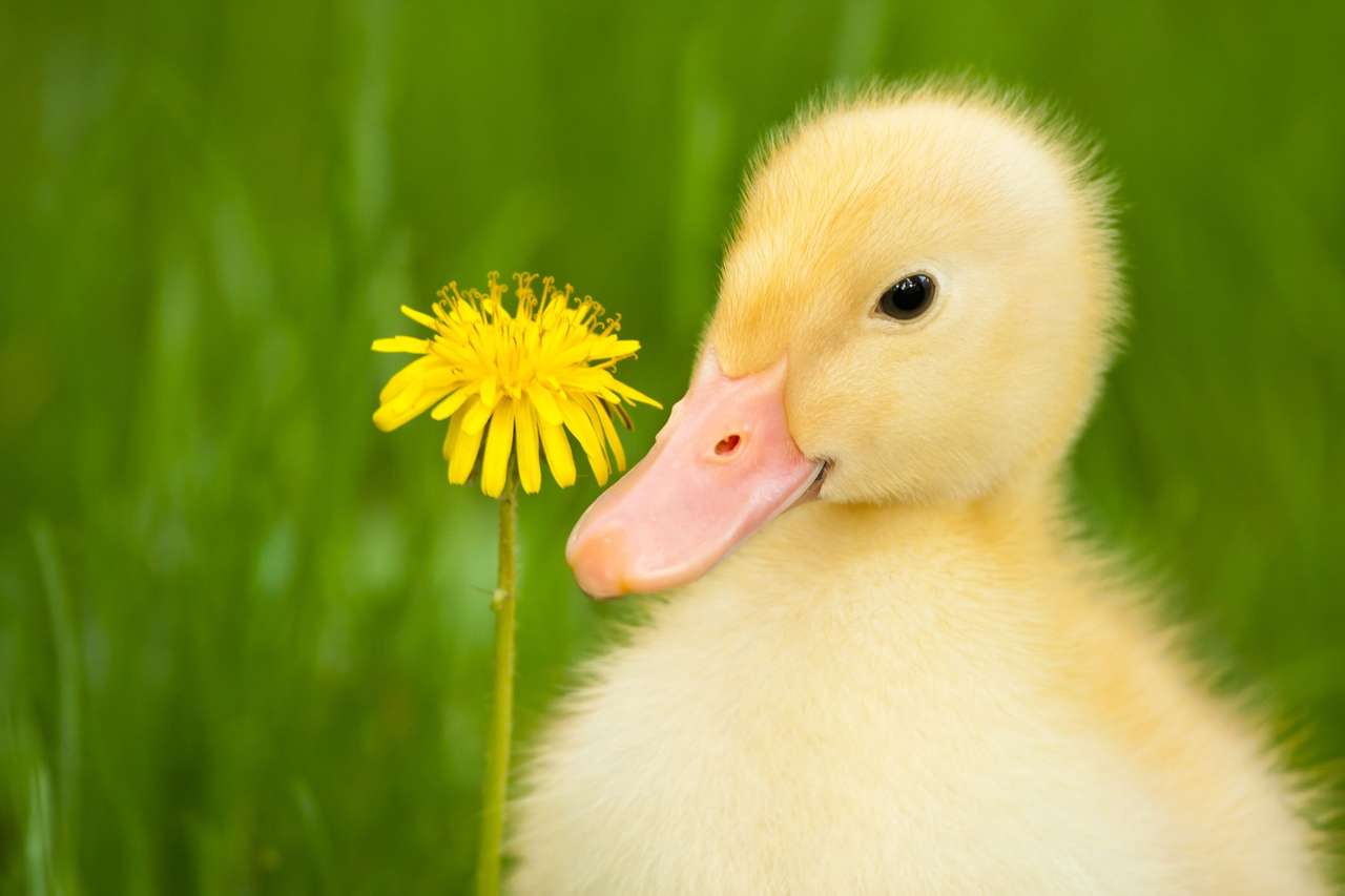 Little yellow duckling with dandelion online puzzle