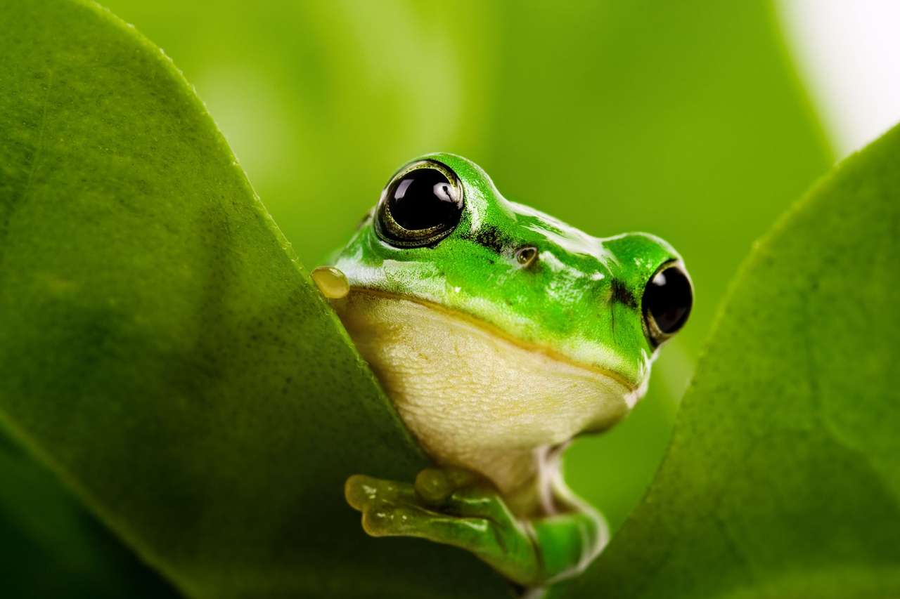 Žába vykukující zpoza listí skládačky online