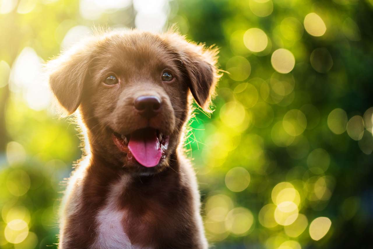Roztomilý hnědý retrívr štěně pes online puzzle