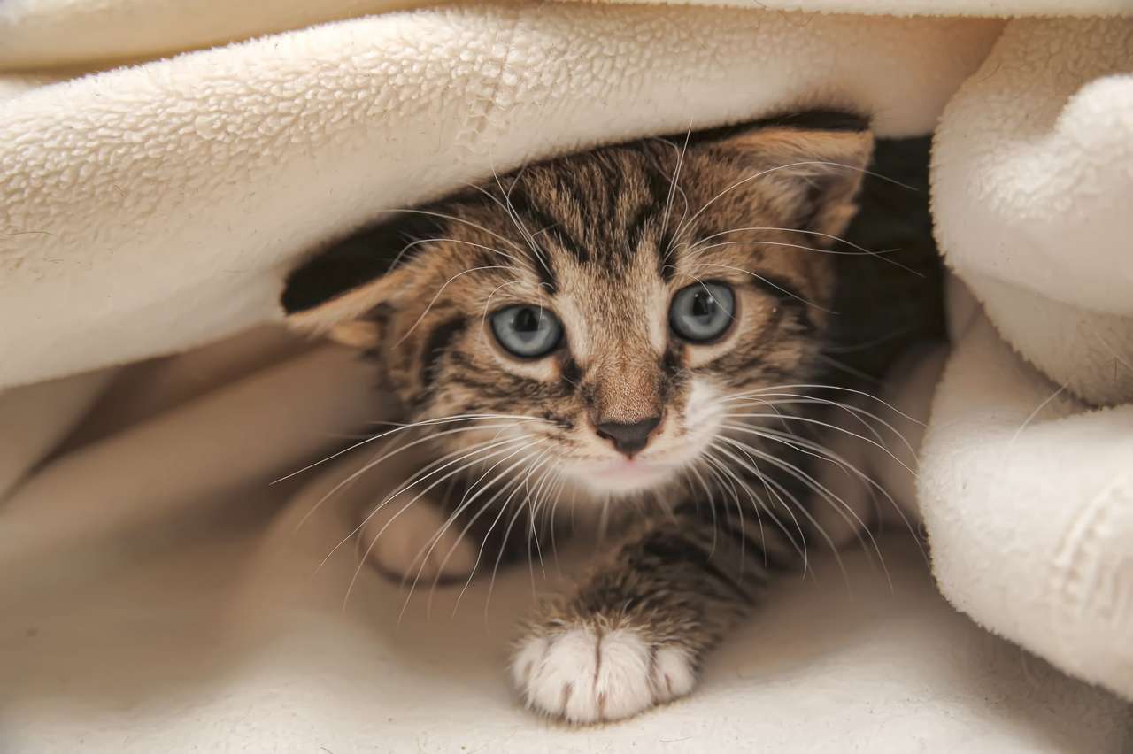 Kätzchen, das aus unter der Decke ausputt Puzzlespiel online