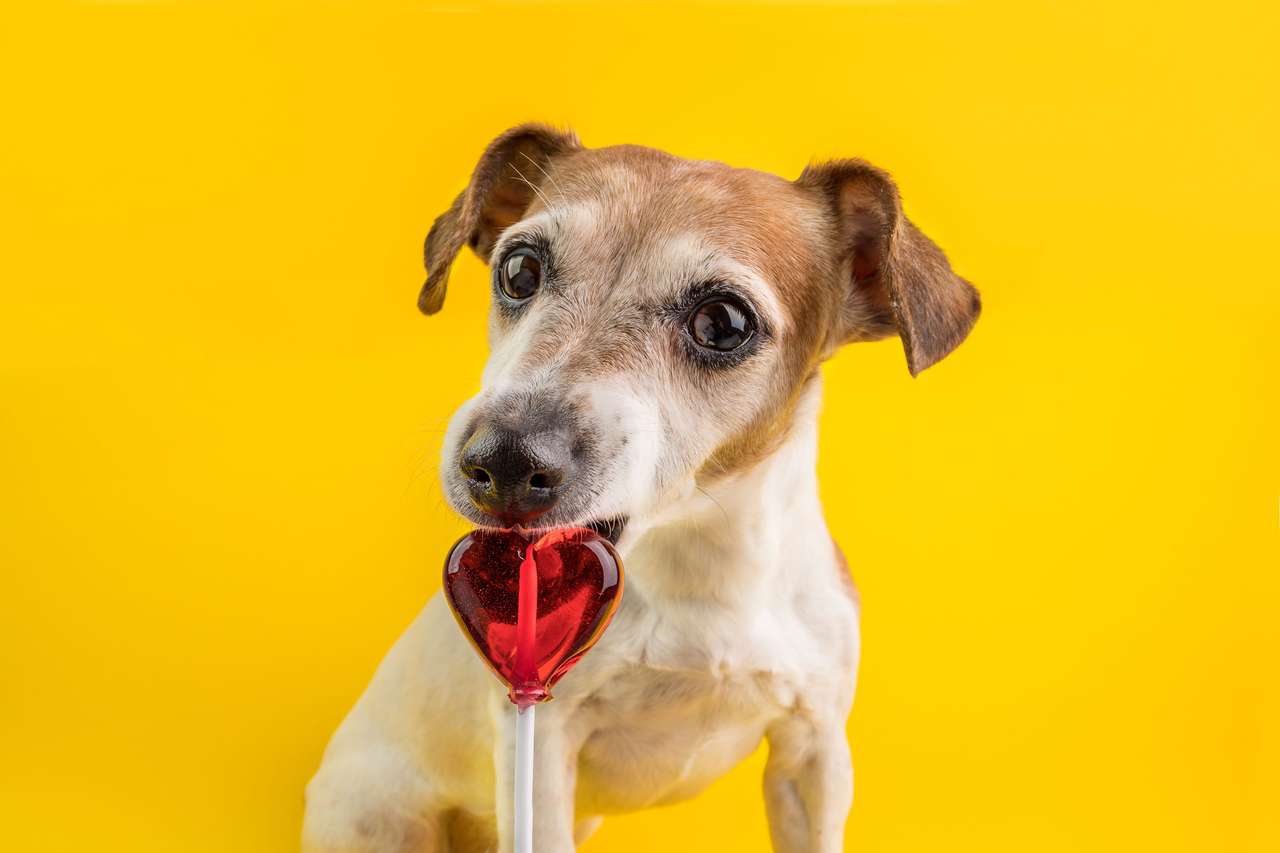 Смешно куче хранене сладкиши :) онлайн пъзел