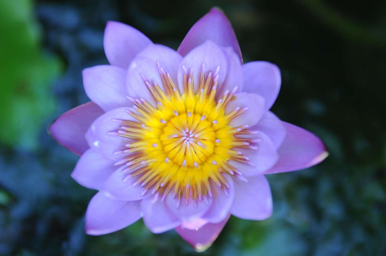 Bloeiende exotische lotus-stuifmeel online puzzel