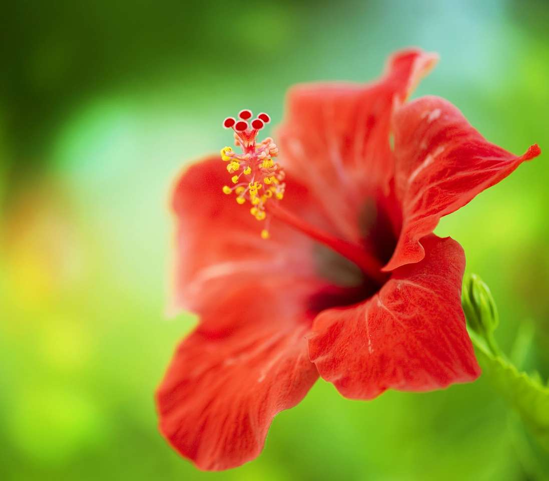 Tropische hibiscusbloem legpuzzel online