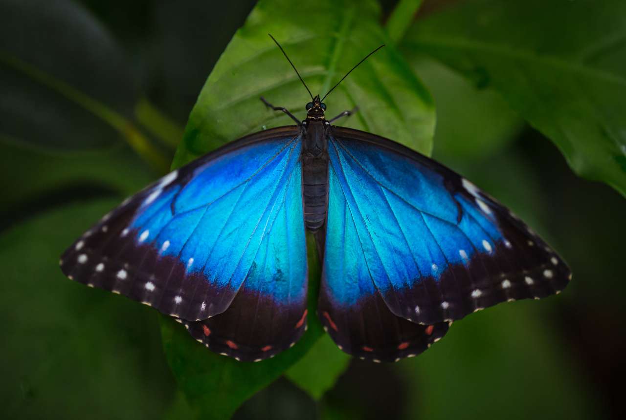 Μπλε Morpho σε πράσινο φόντο της φύσης online παζλ