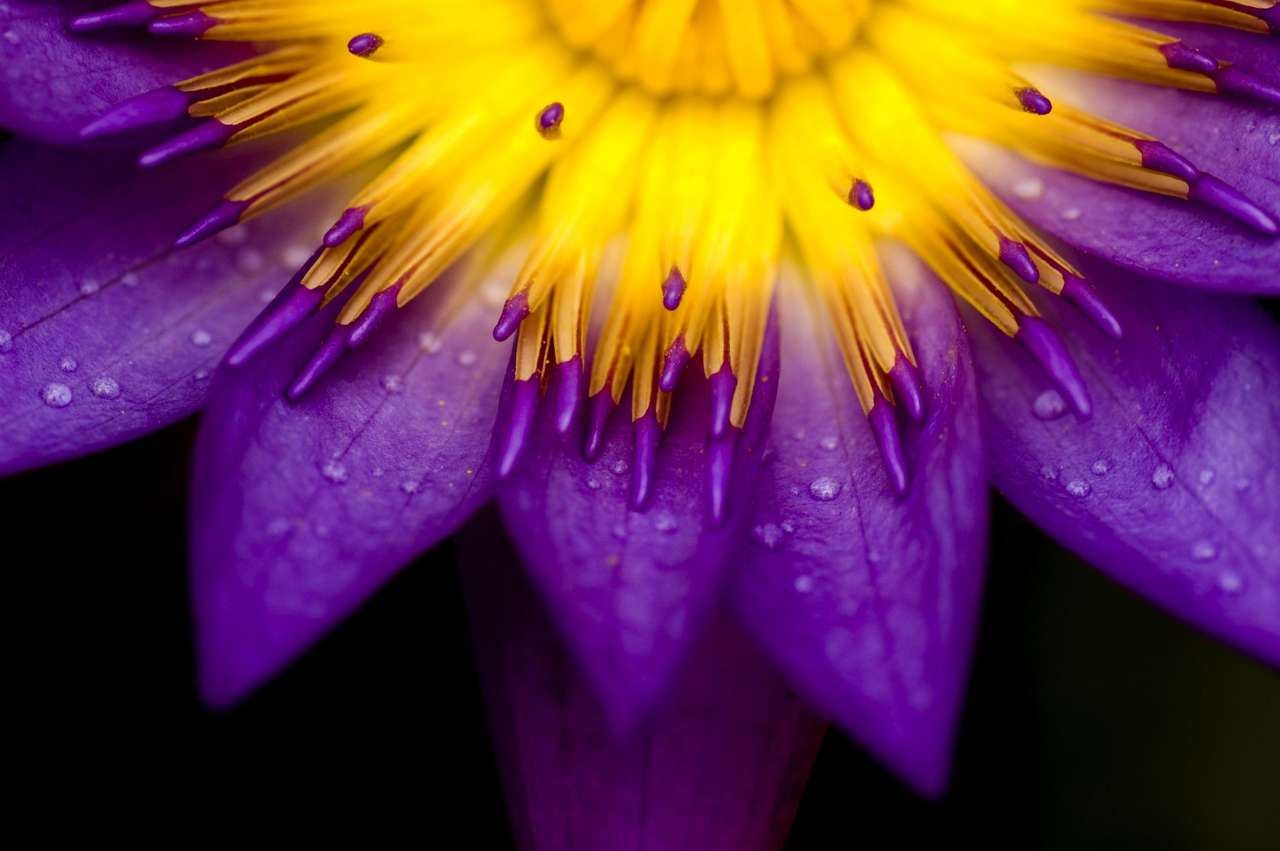 Úžasný detailní záběr na krásný lotus skládačky online