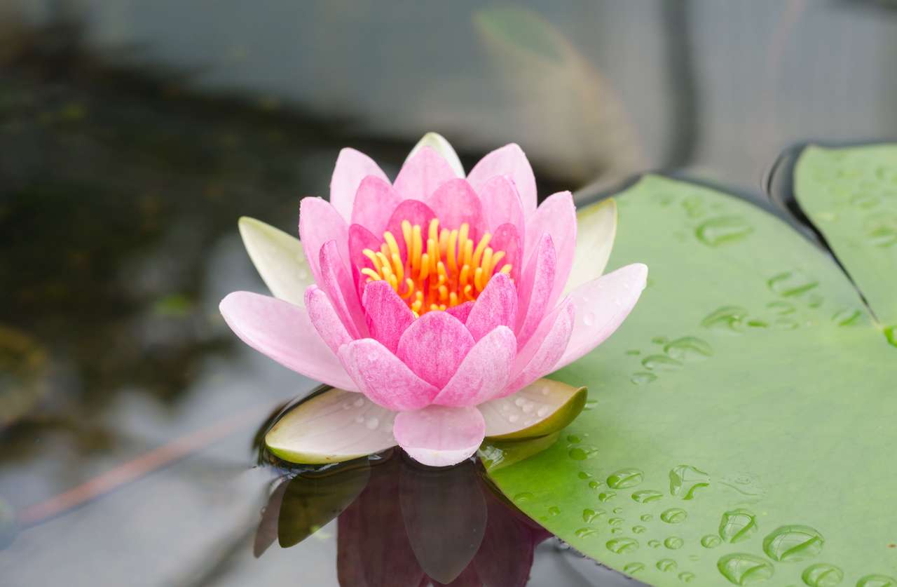 Water Lily in the pond online puzzle