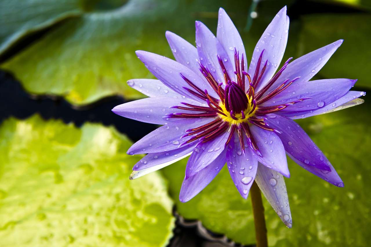 Thai Lotus in Bangkok, Thailand Online-Puzzle