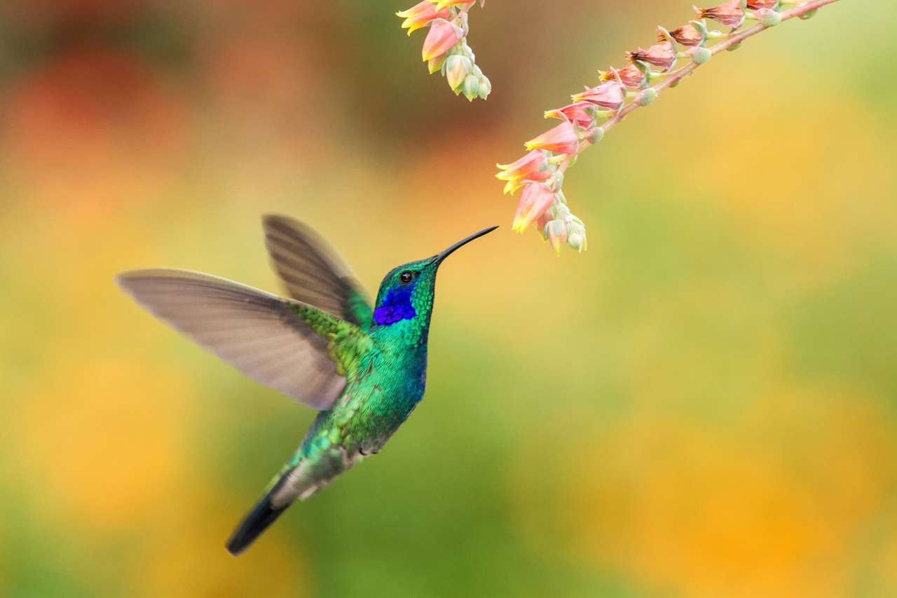 Zöld colibri lebeg a piros virág mellett kirakós online