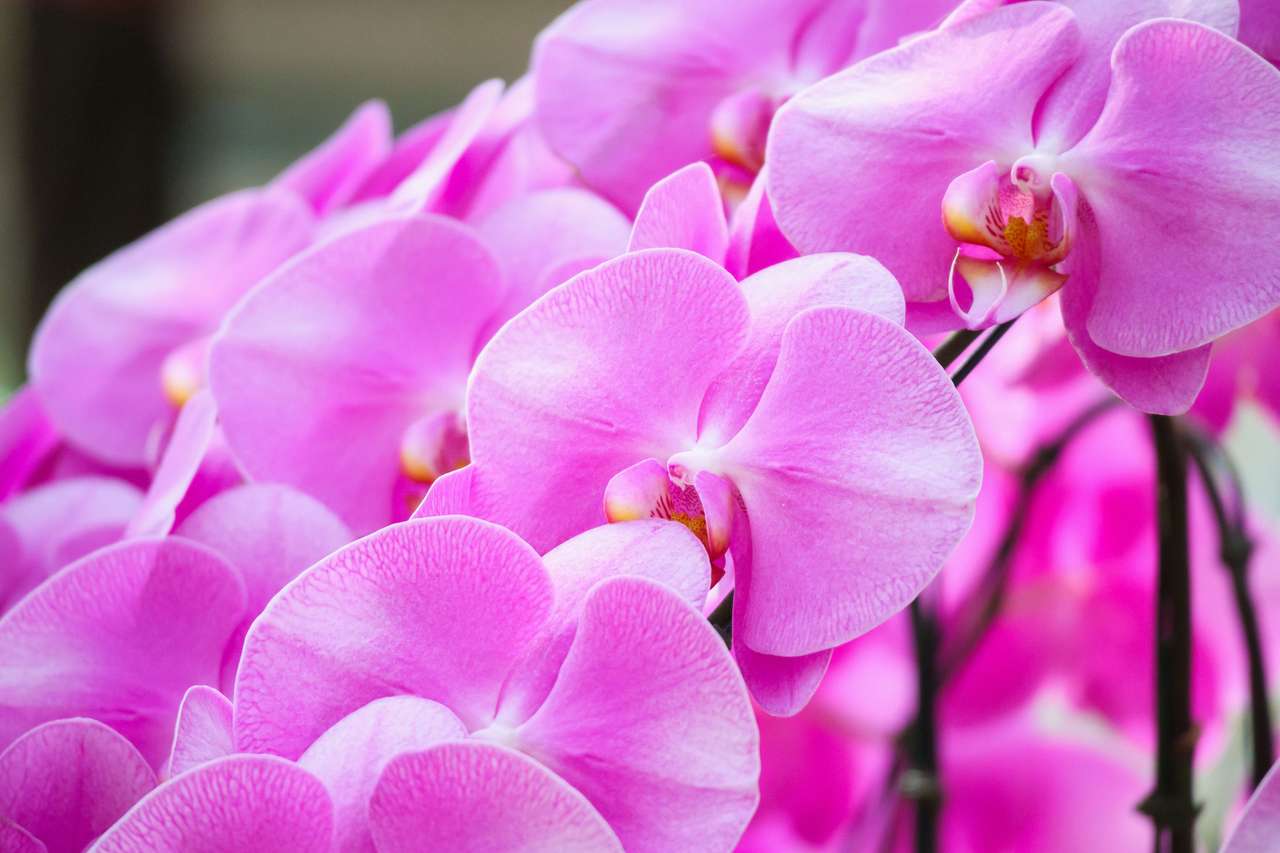 Phalaenopsis-Orchideenblume blühen Puzzlespiel online