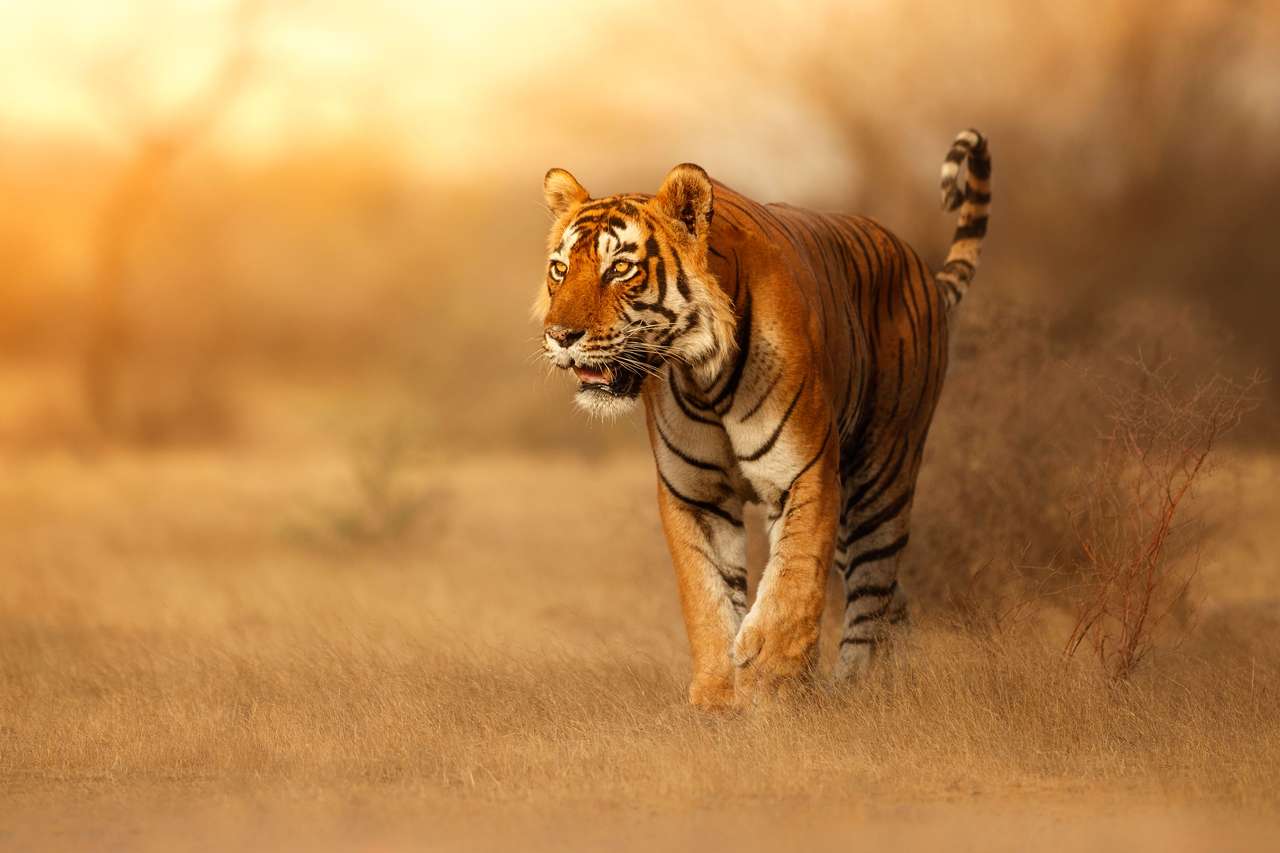 Wilder Tiger in seinem natürlichen Lebensraum Puzzlespiel online