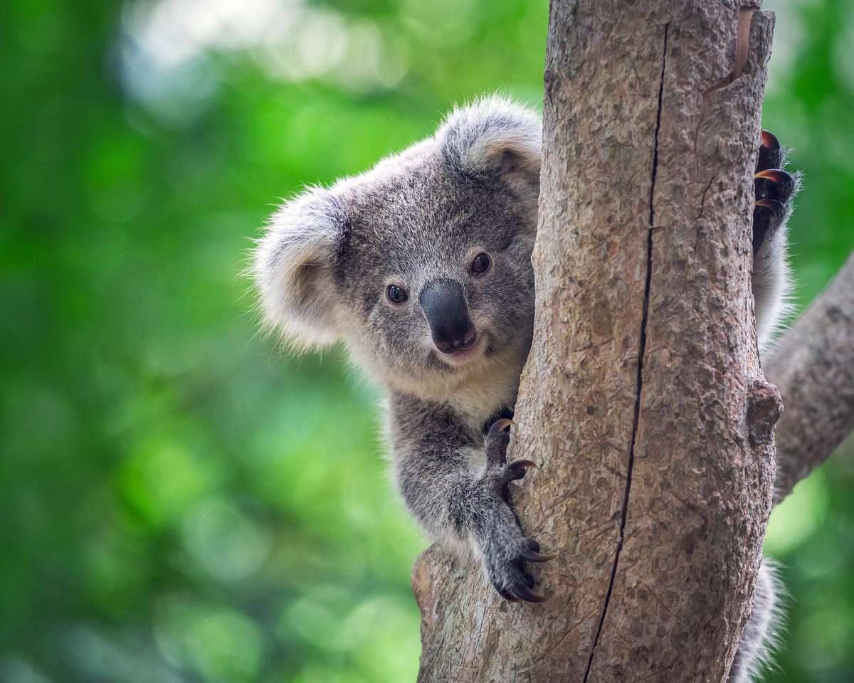 Bebé koala oso en el árbol rompecabezas en línea