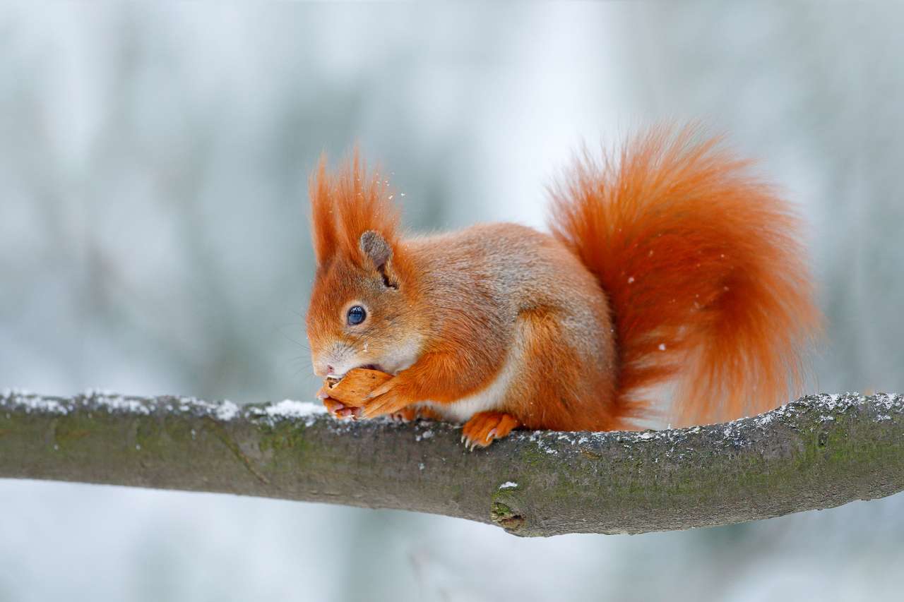 Χαριτωμένο πορτοκαλί κόκκινο σκίουρο τρώει ένα καρύδι παζλ online