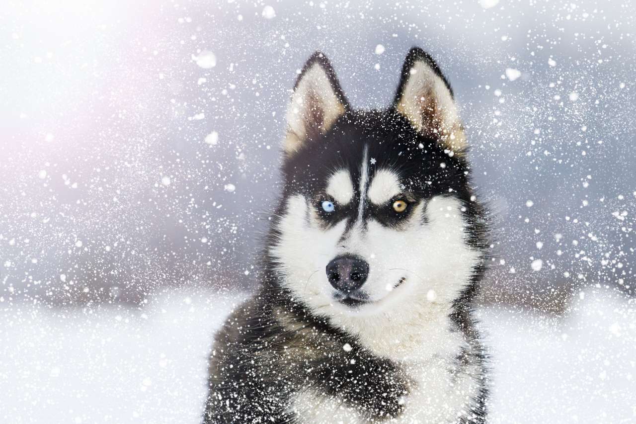 Husky με πολύχρωμα μάτια κατά τη διάρκεια της χιονόπτωσης online παζλ