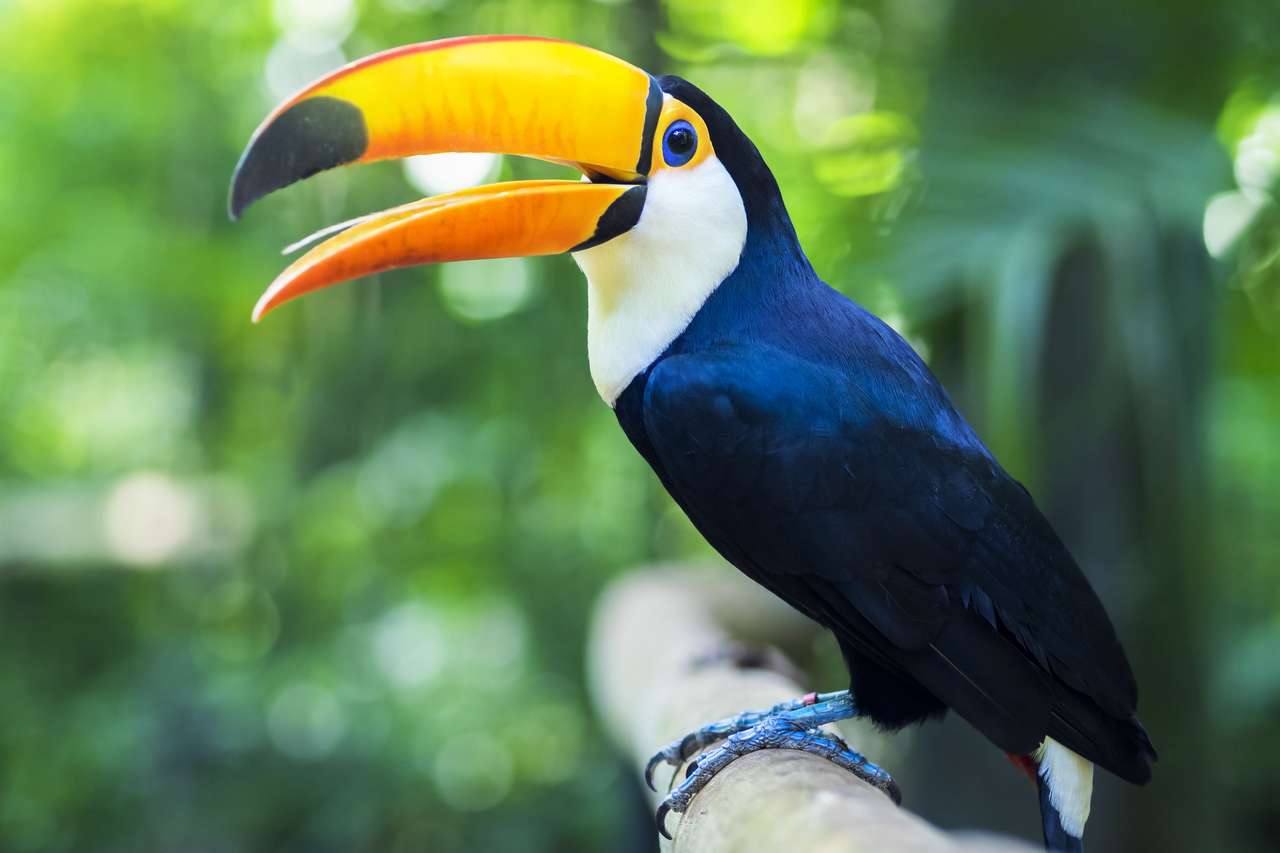 Pasărea exotică toucană lângă Iguazu Falls jigsaw puzzle online