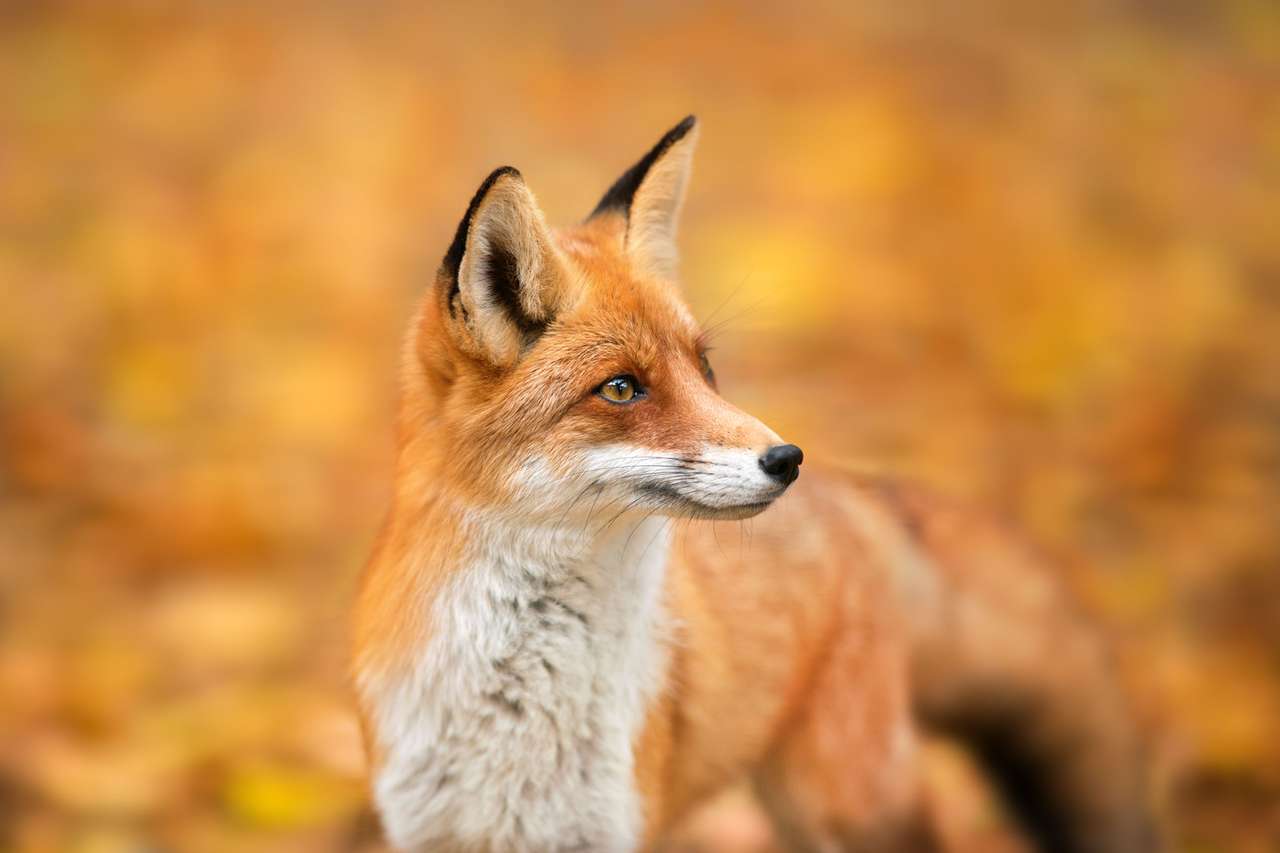Červená liška v podzimních barvách online puzzle