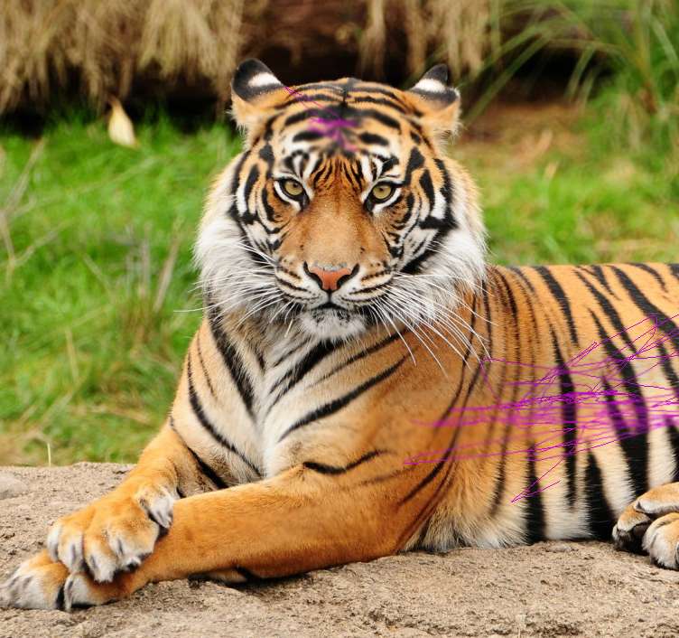 бенгальский тигр пазл онлайн