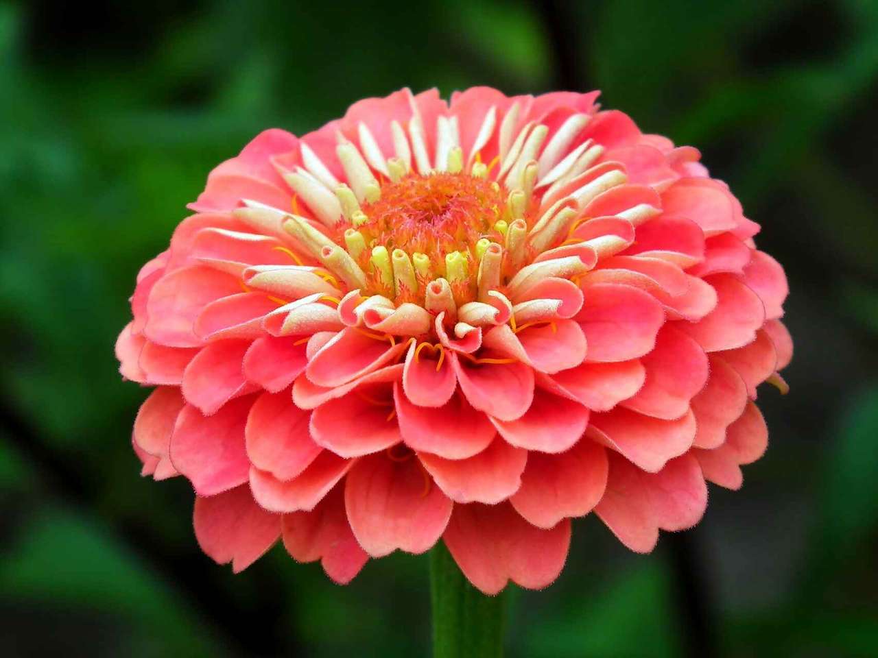 Rosita flower. online puzzle