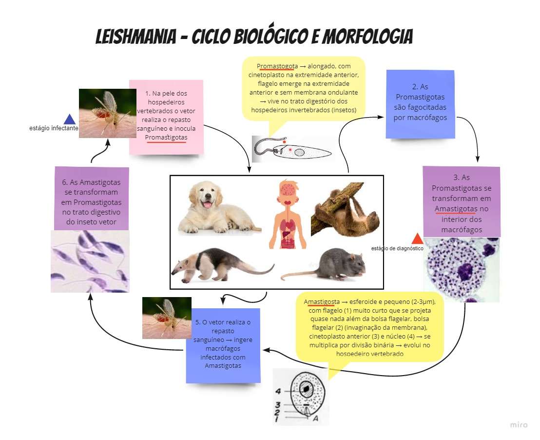 Leishmania - Biologischer Zyklus und Morphologie Online-Puzzle