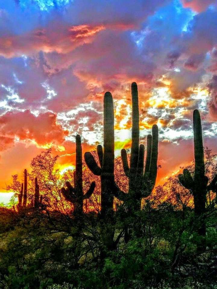 Kaktusz thammy kirakós online