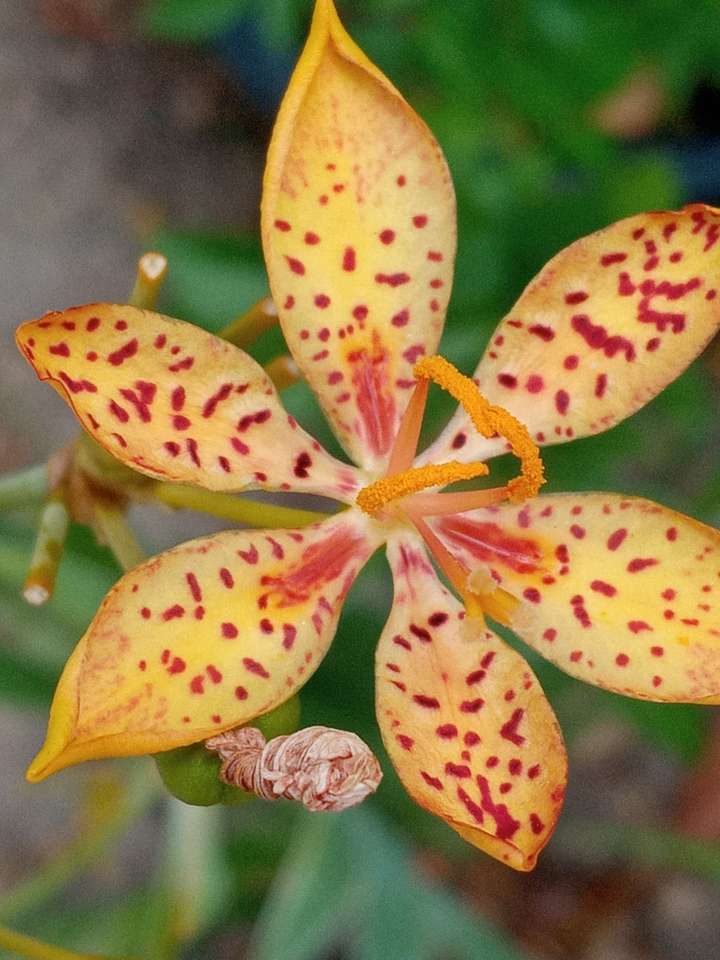 Eine schöne gelbe Blume Online-Puzzle