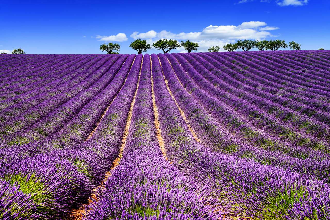 Lavender Field Provence, Franciaország online puzzle