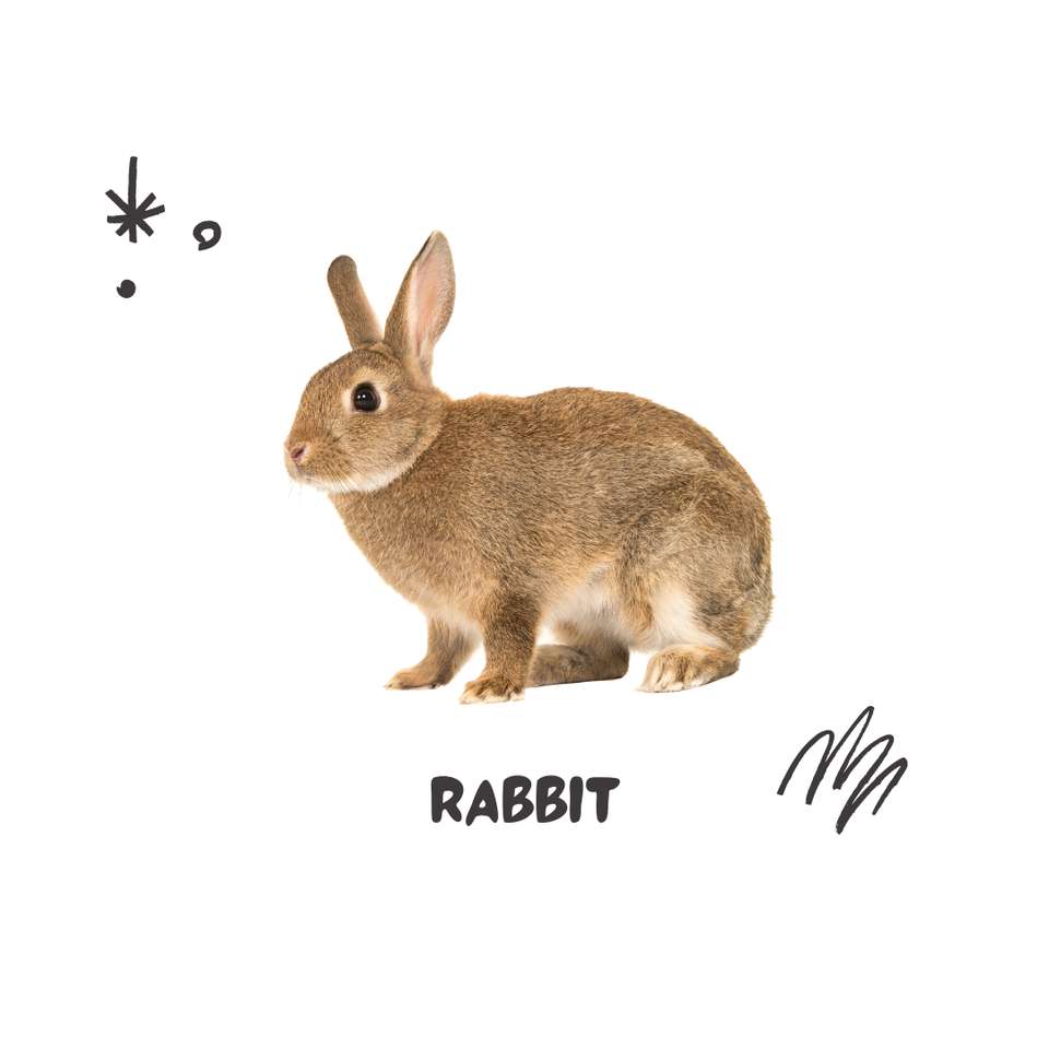 Dies ist ein Kaninchen Puzzlespiel online