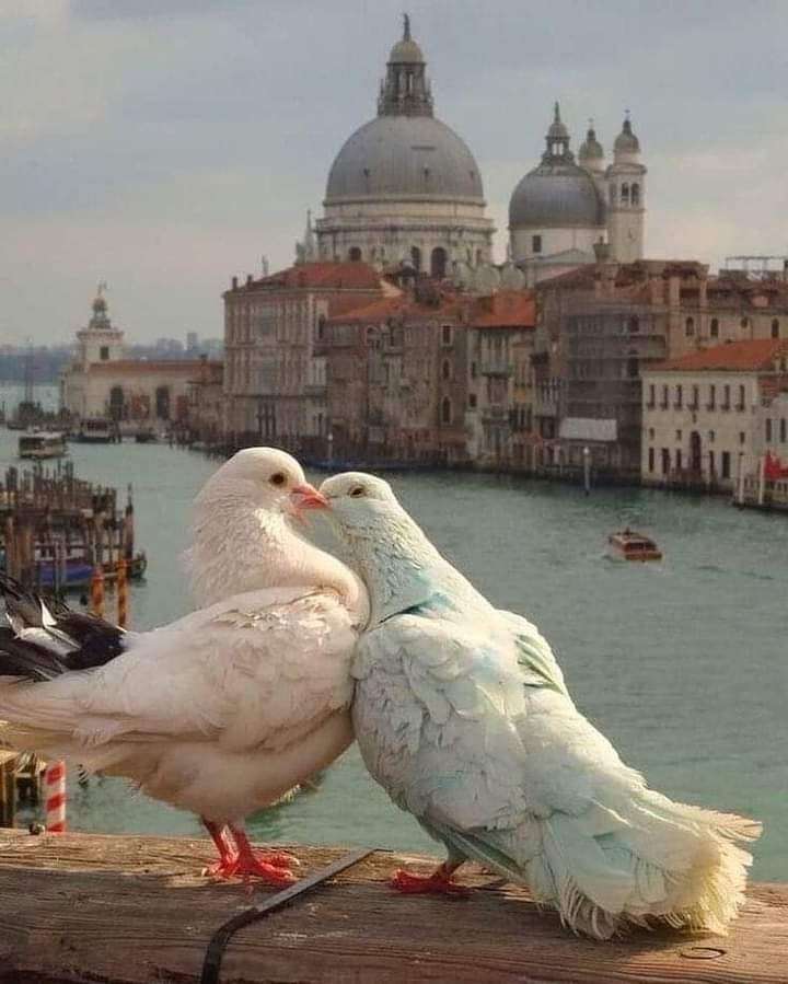 Pigeons on the background jigsaw puzzle online