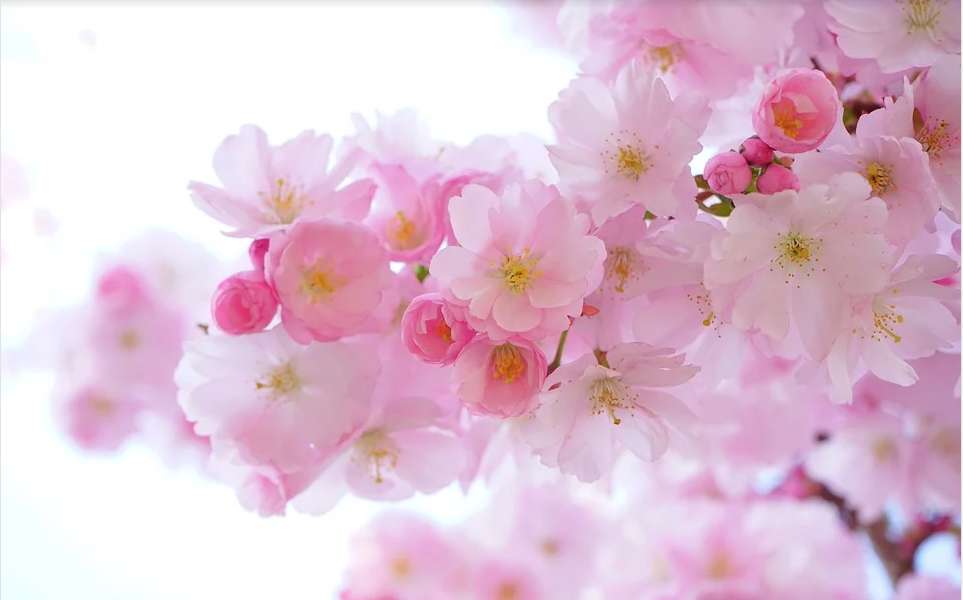 Mandula virágok kirakós online