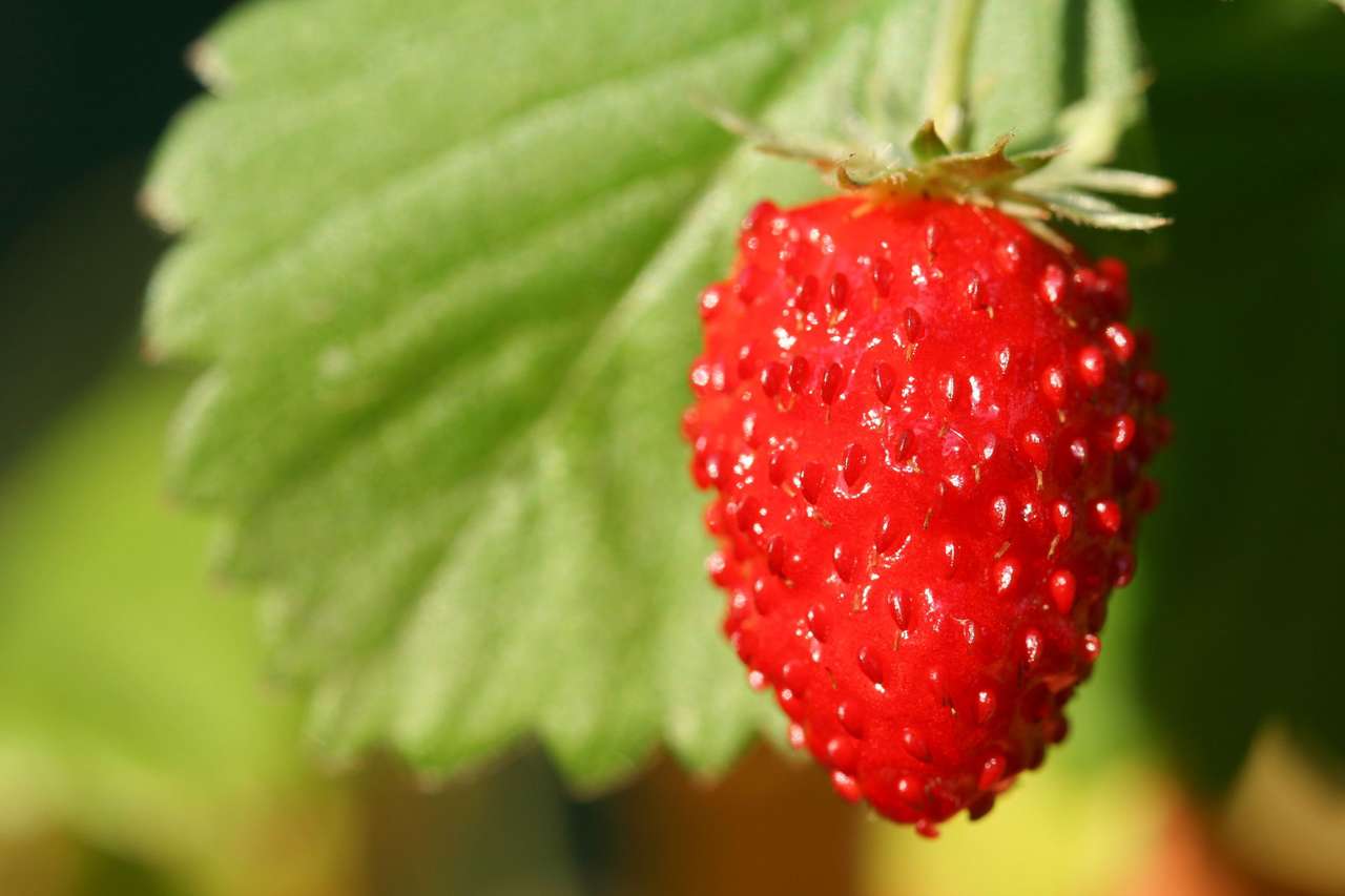Köstliche wilde Erdbeere im Wald Puzzlespiel online