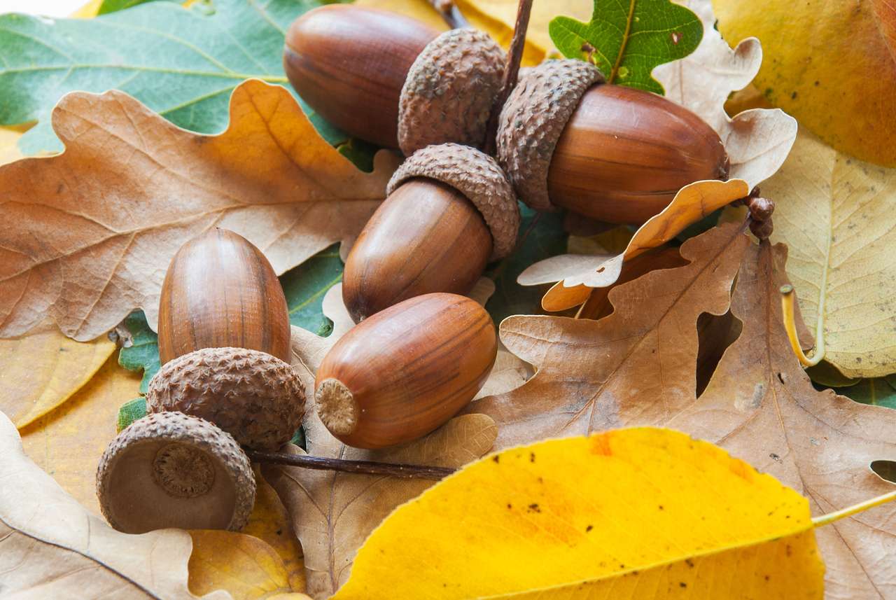 Podzimní složení dubových listů a suché žaludy online puzzle