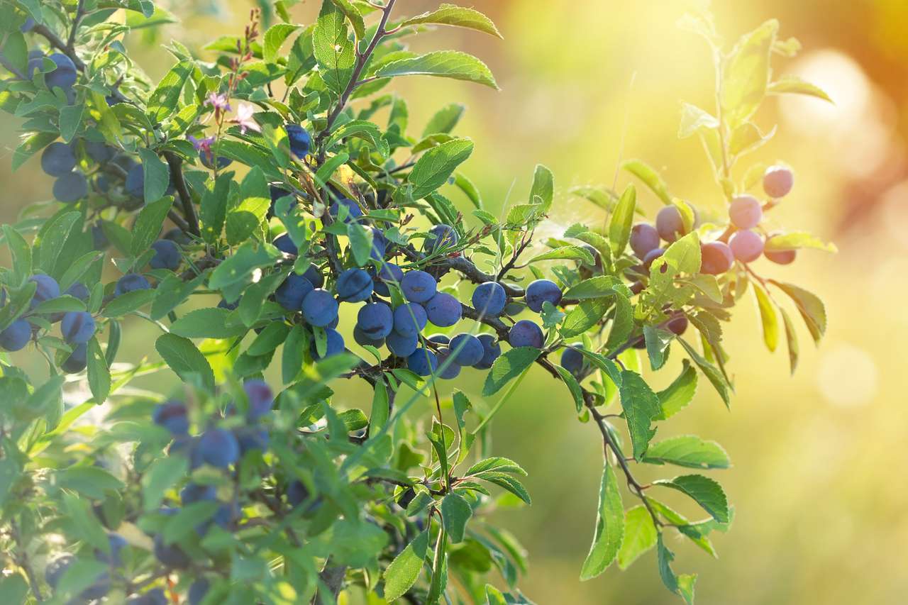 Berry gyümölcs - erdei gyümölcs sloe egészséges gyümölcs kirakós online